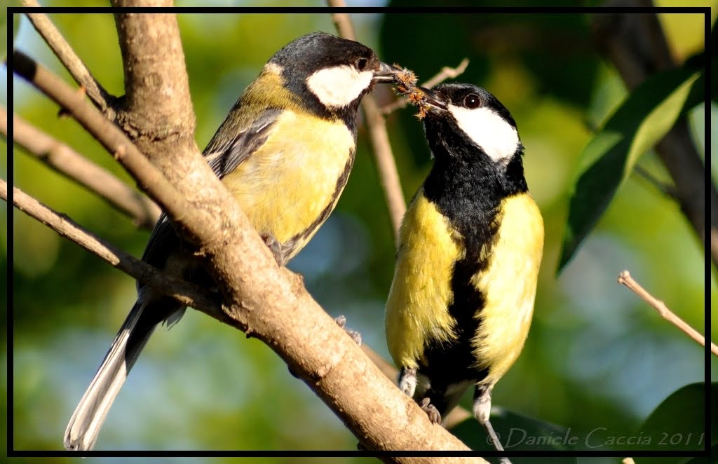 Coppia di Cinciallegra (Parus major)